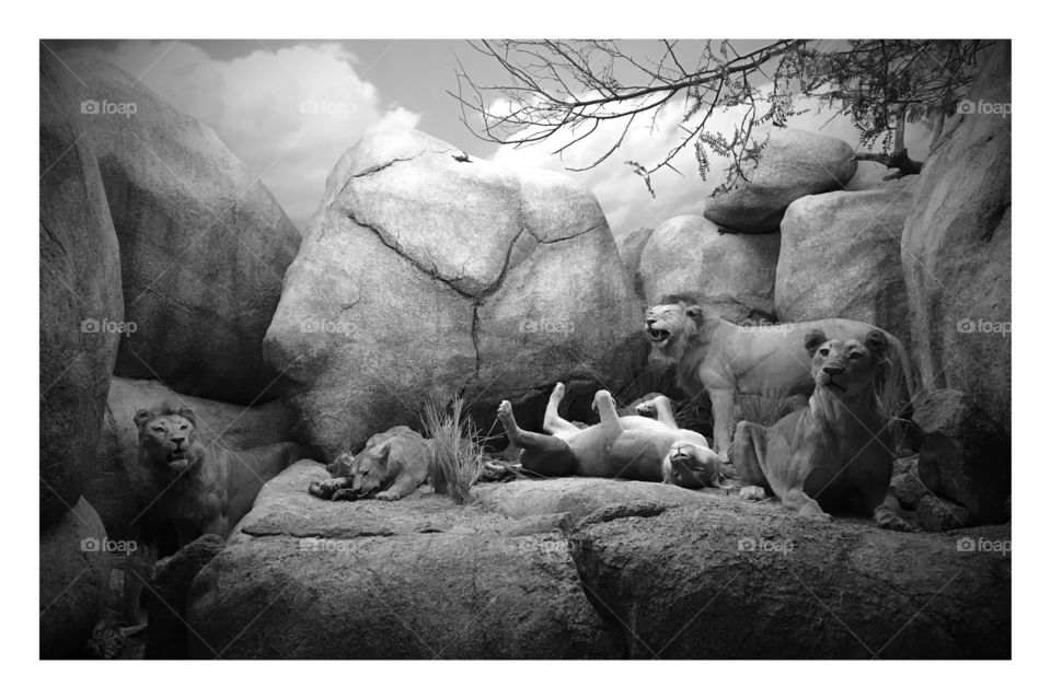 Lion Pride
