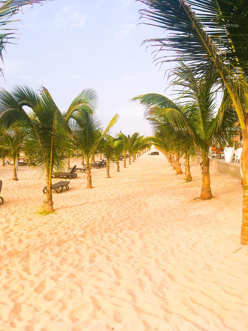 Palm trees on a beach. Gorgeous sunny African beach.