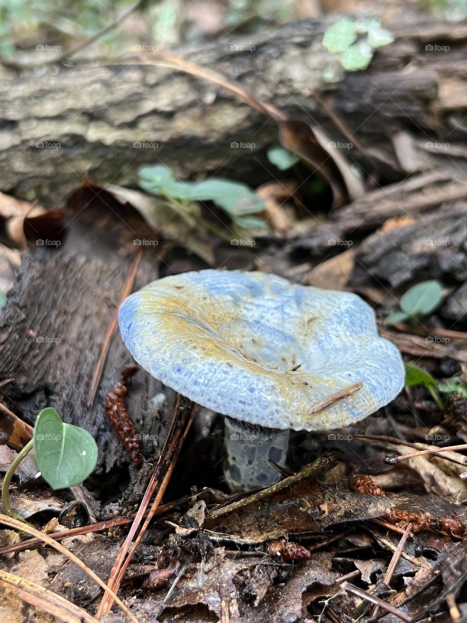 Closeup of blue Indigo Milk cap mushroom growing from the forest floor. A bright burst of unexpected color.