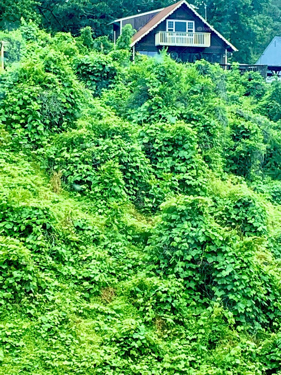 Kudzu 