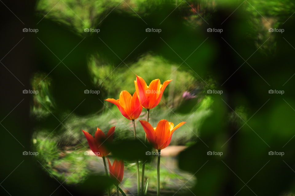 spring garden five orange tulips flowers in full bloom with green background