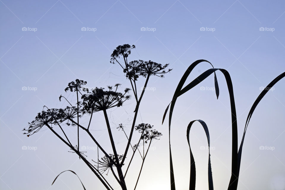 Cane and Hogweed in the foggy mist in the early morning