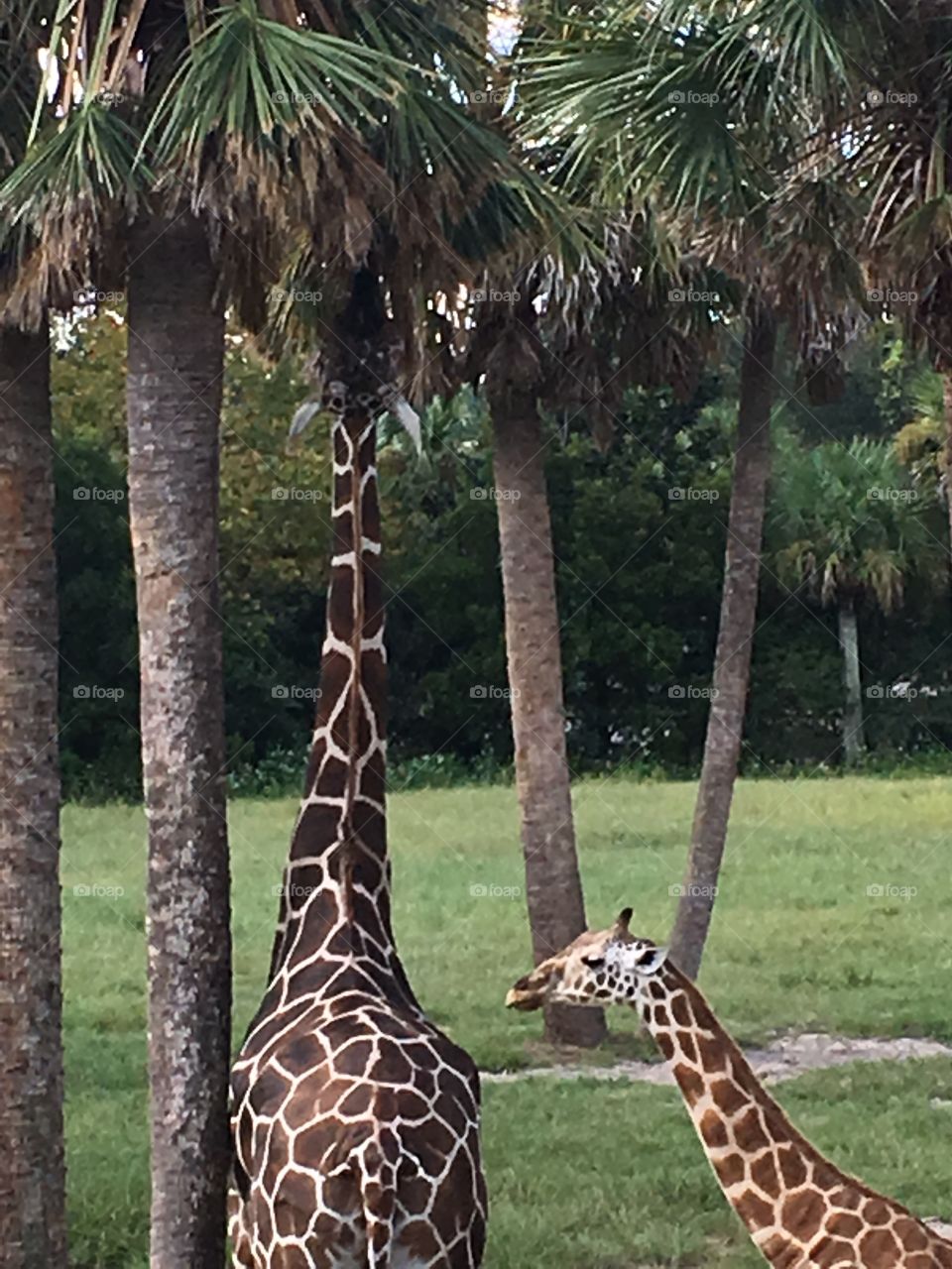 Giraffes 