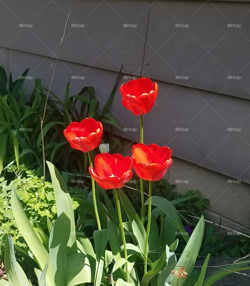 Tulips