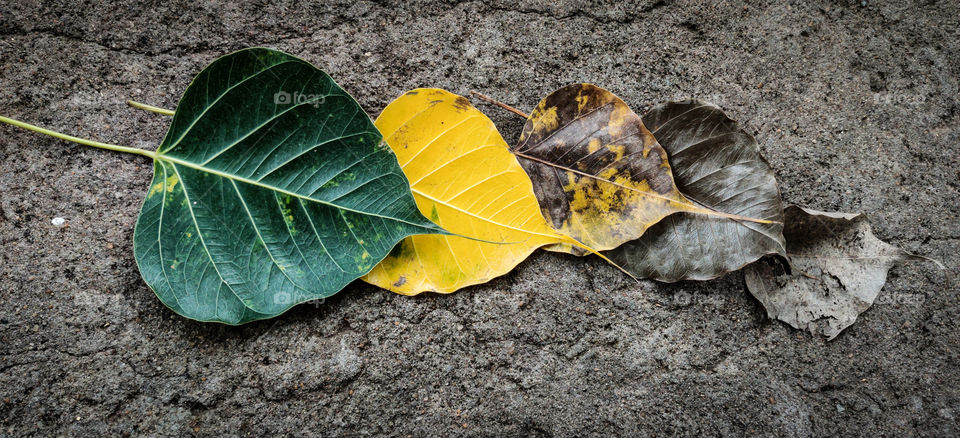 The first sign of AUTUMN is leaf ripple... A good way to representated that...