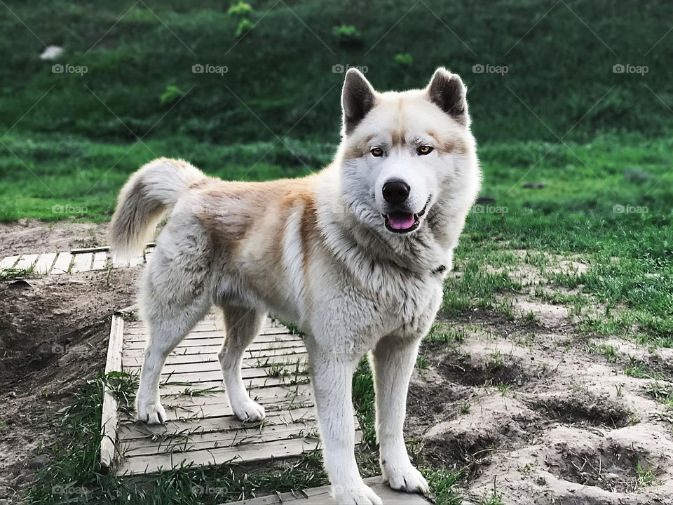 Happy siberian husky outdoors 