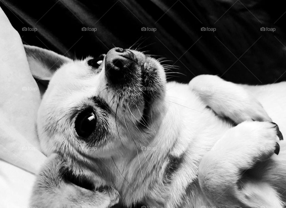 dog looking up lay on back in black and white