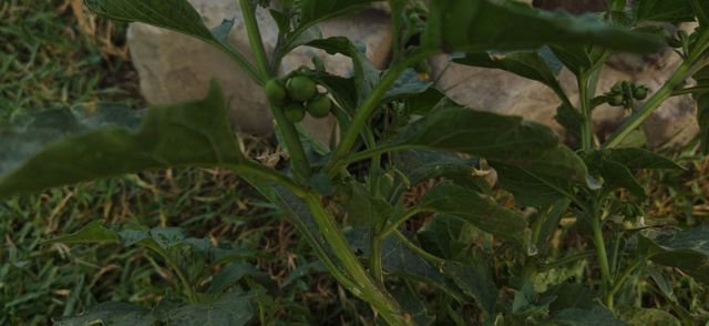 bunch of developing green fruit