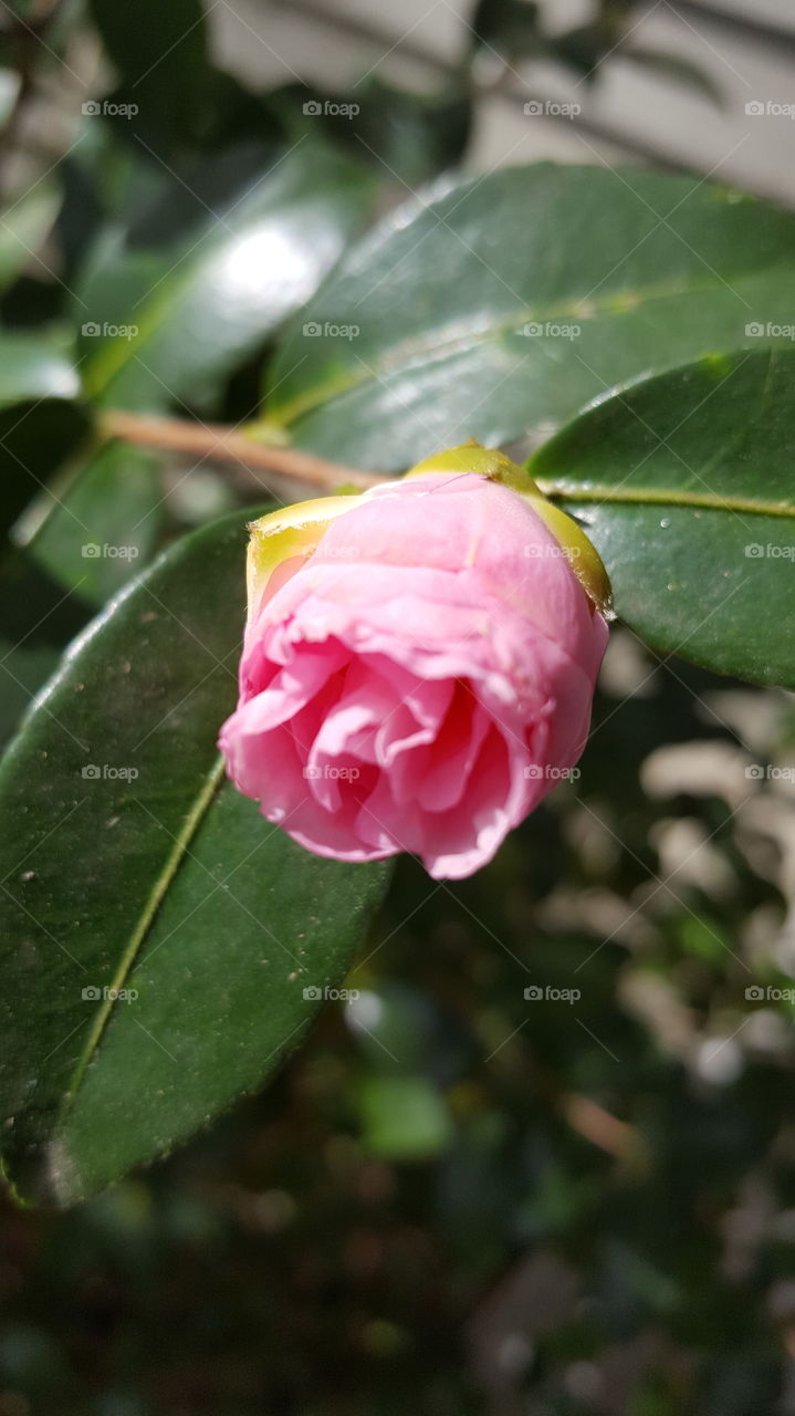 camellia bud