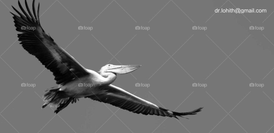 Bird, Wildlife, Flight, Feather, Nature