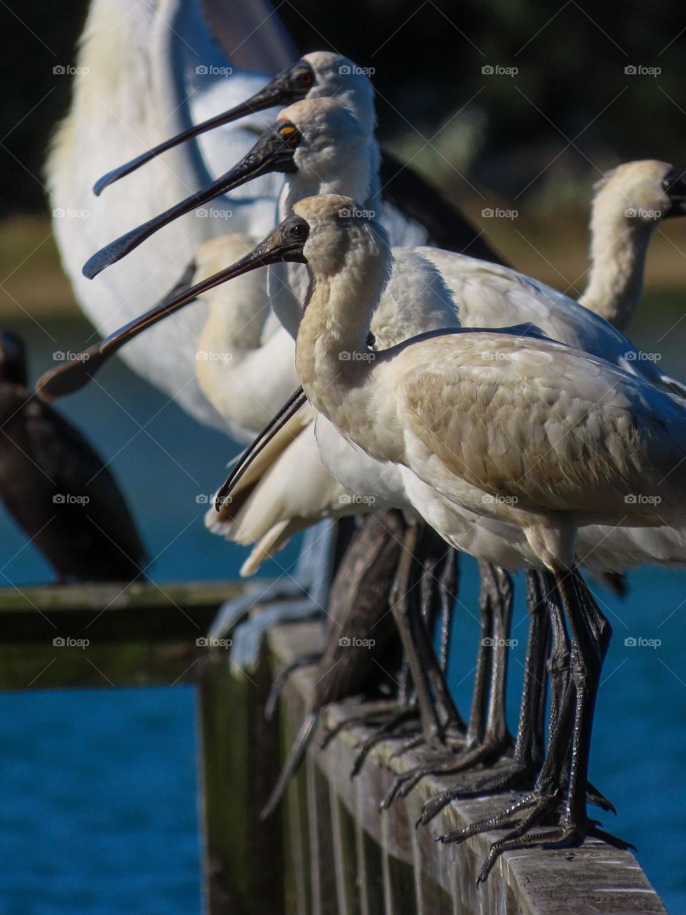 Bird in a row on a jetty 