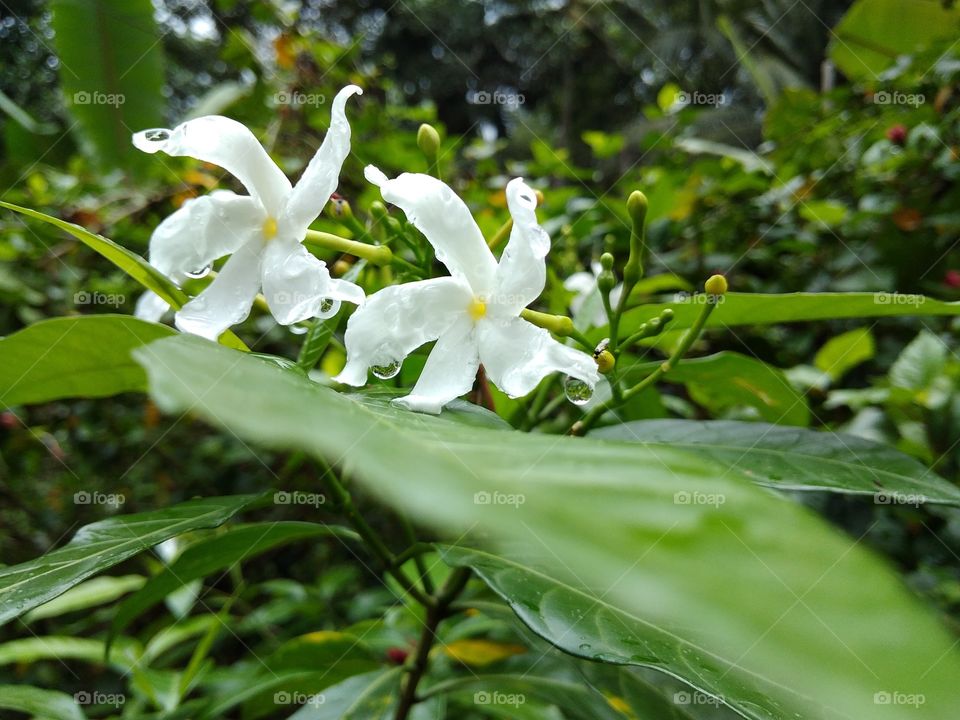 Flowers with rain drops