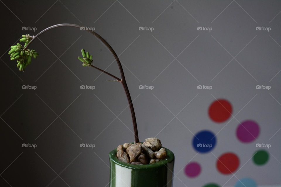 Plant and Polka Dots