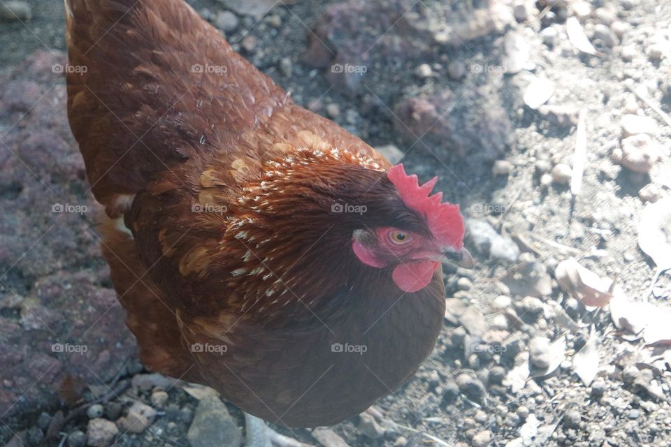 Curious chicken