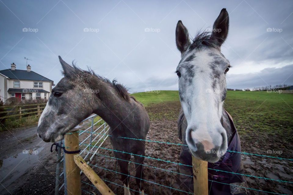 Farm horses on a green grass field 