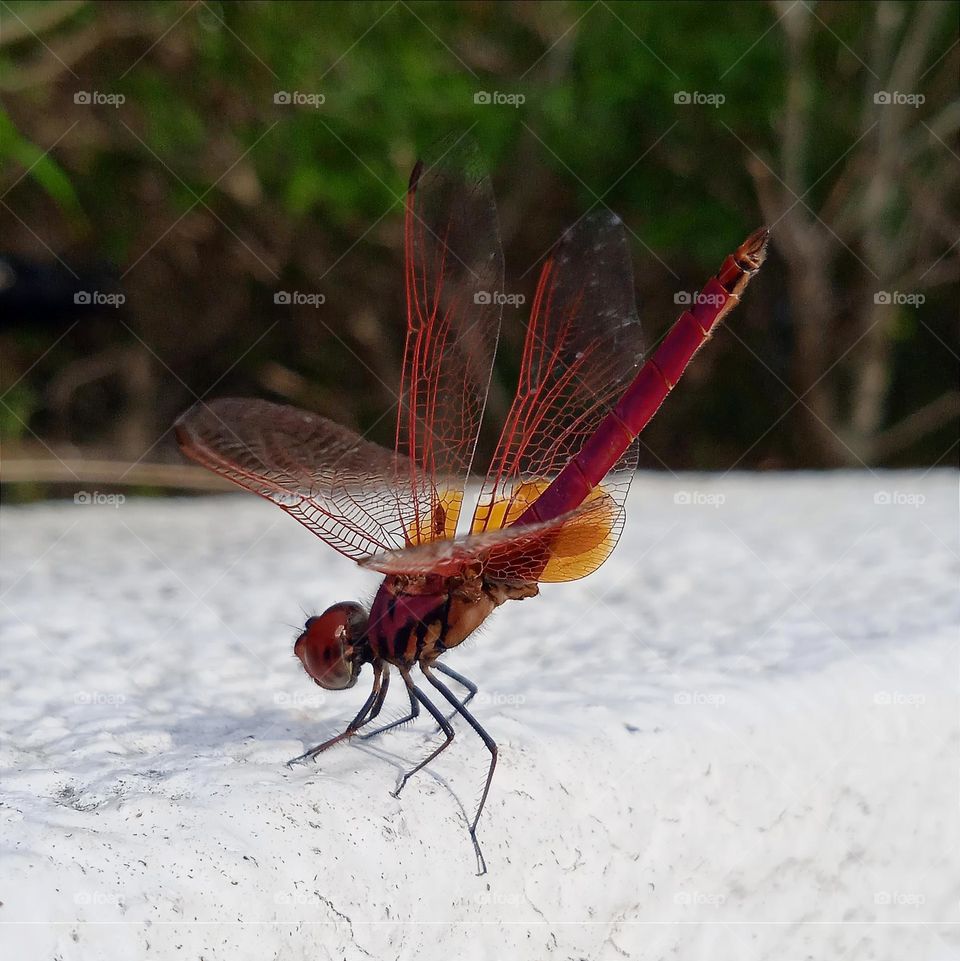 Red dragonfly pulled up the tail.