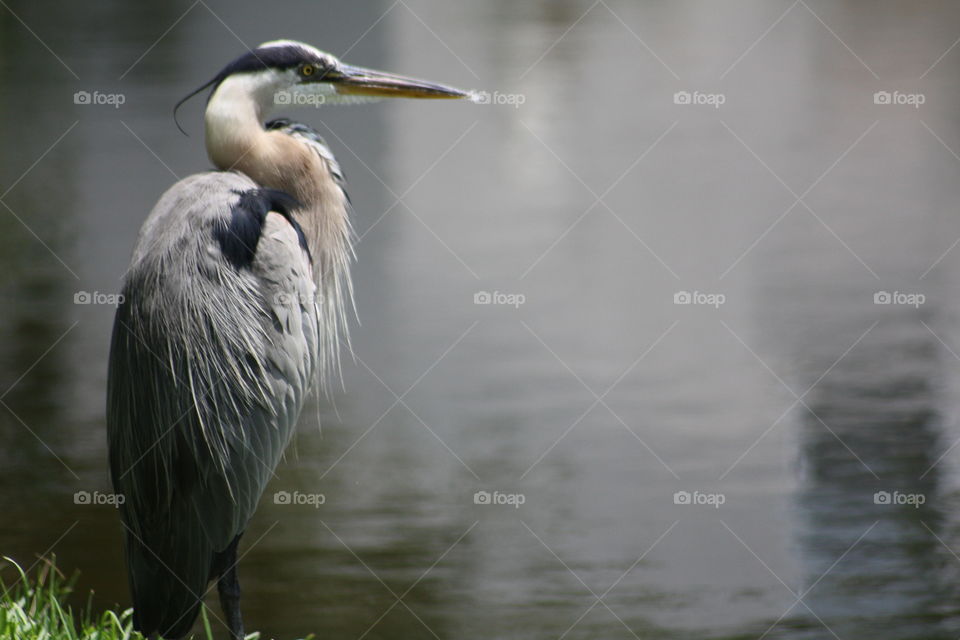 Portrait of sea bird