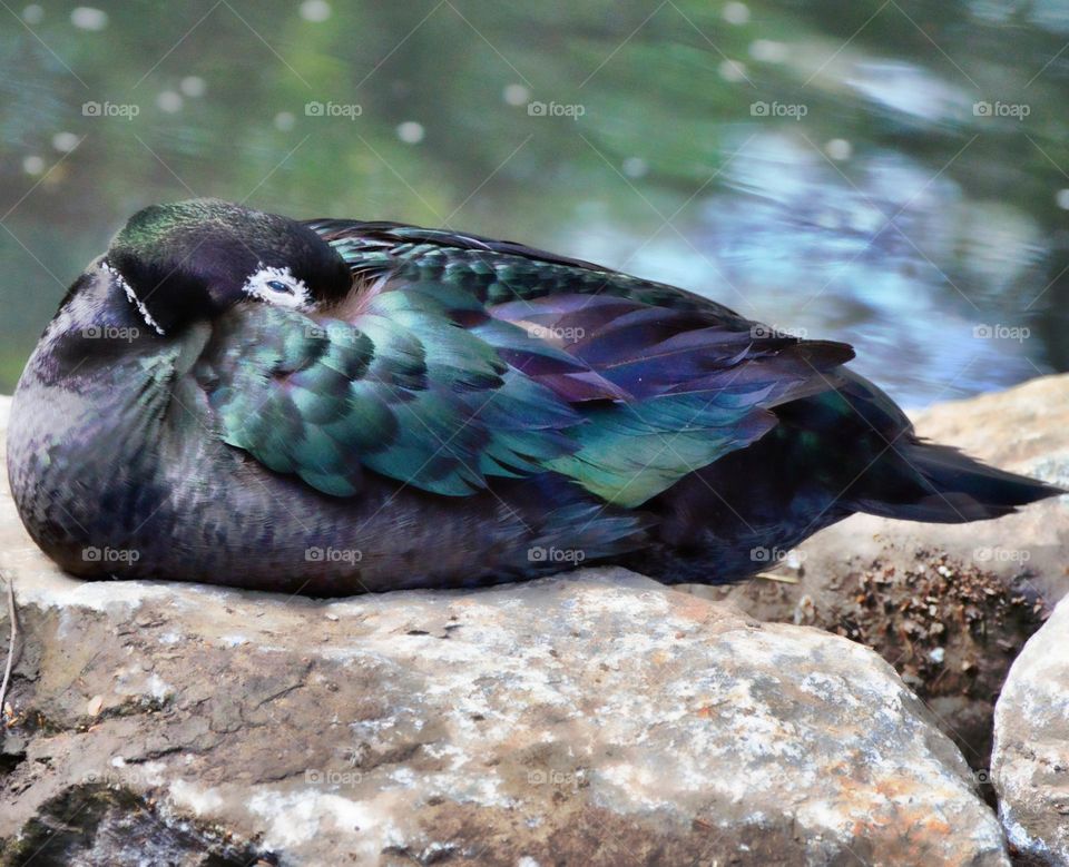 bird watching of a colorful bird resting on a rock 🪨