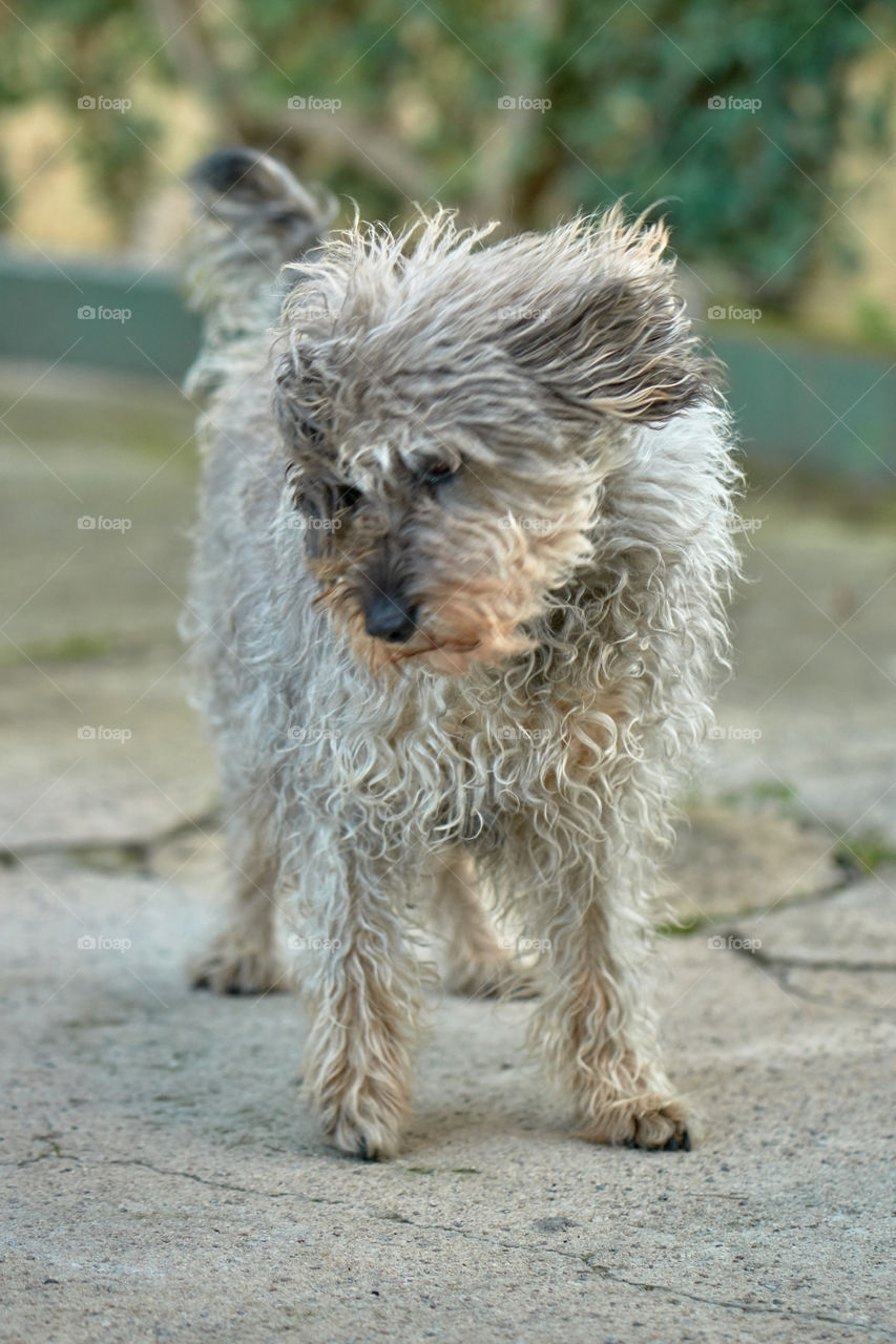 Portrait of dog