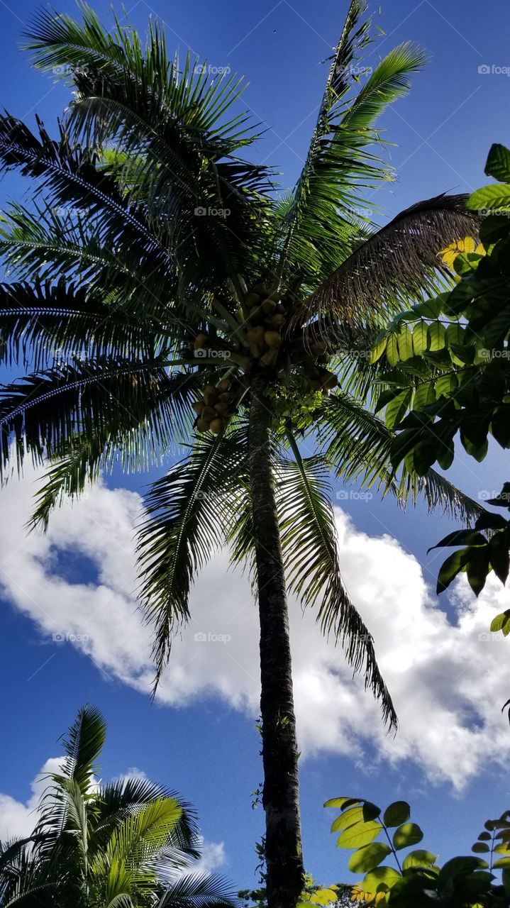 Coconut Palm