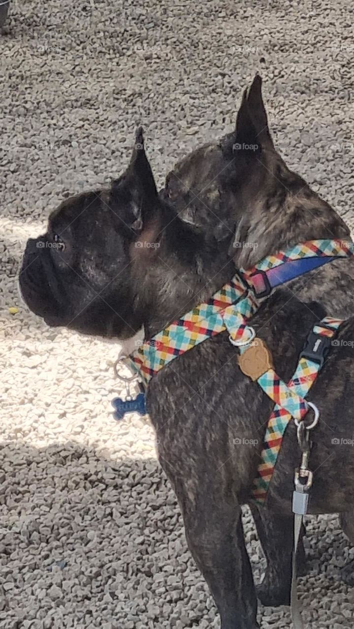 two French bulldogs.best of buddies