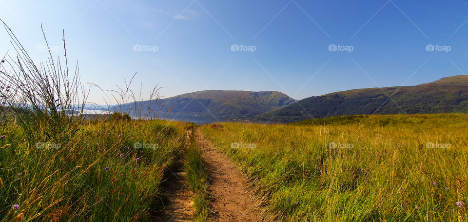 Path through the field