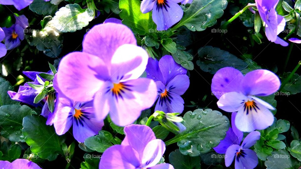 pansies