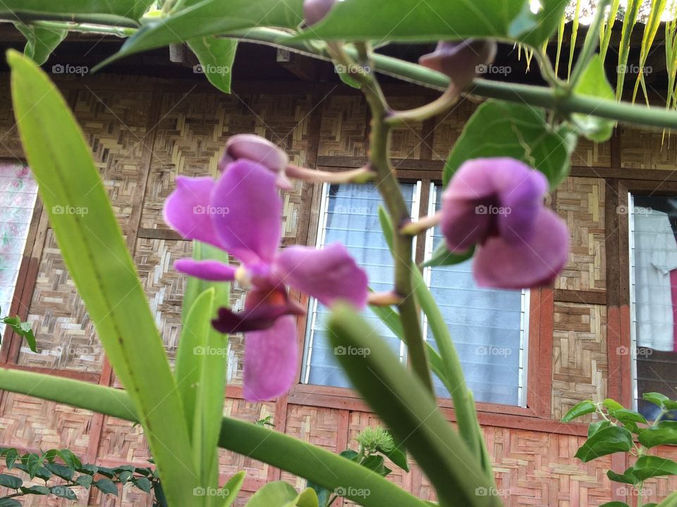 Purple Orchids 