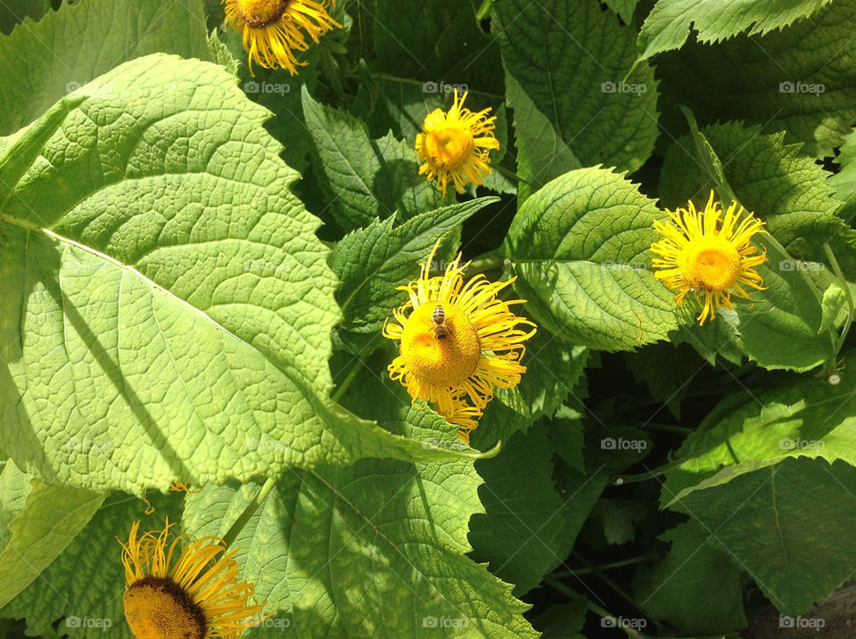 flower leaves bee by lexlebeur