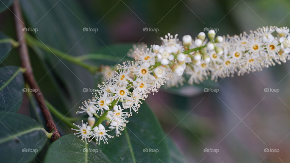 Flowers on a tree,during spring in Antwerp