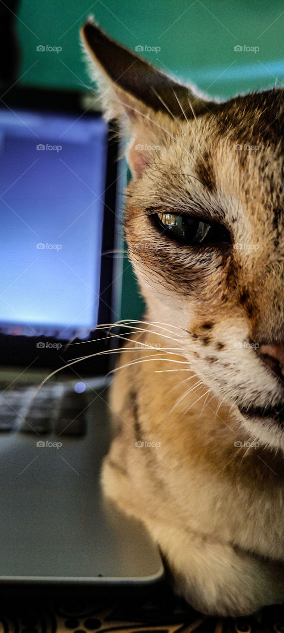 A cat looking at you.