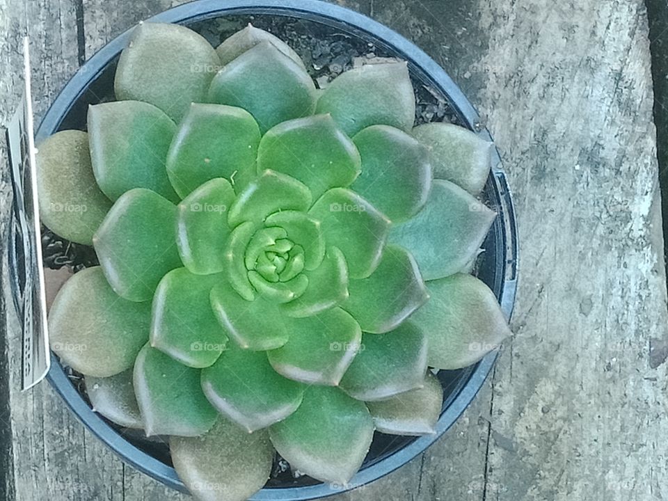 a succulent plant in a pot