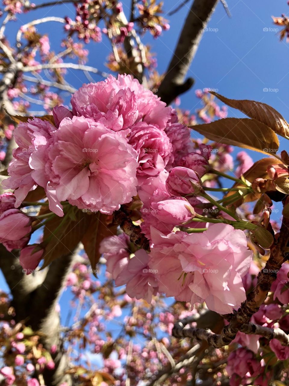 Cherry flowers blooming pretty 