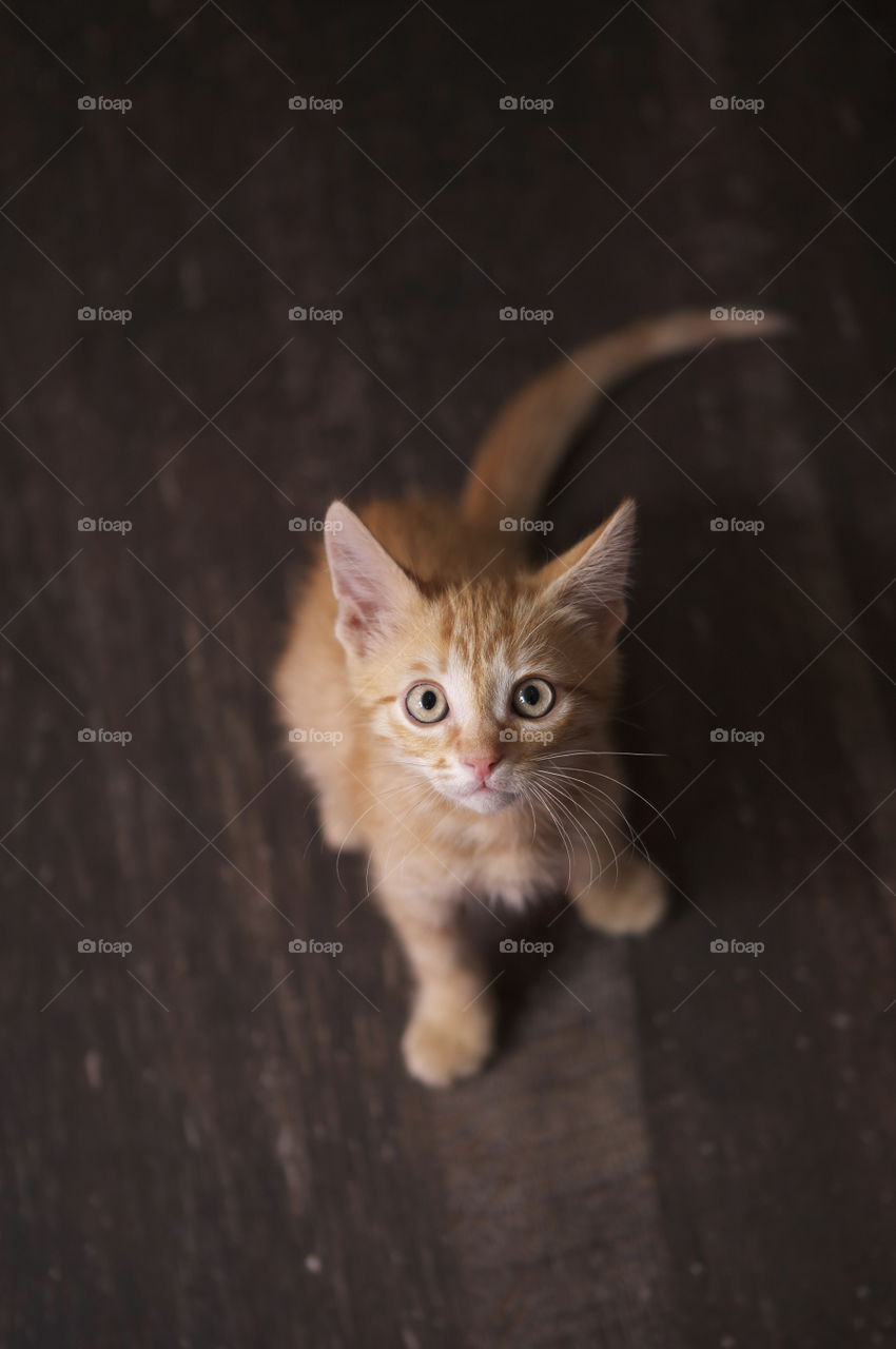 Ginger kitten