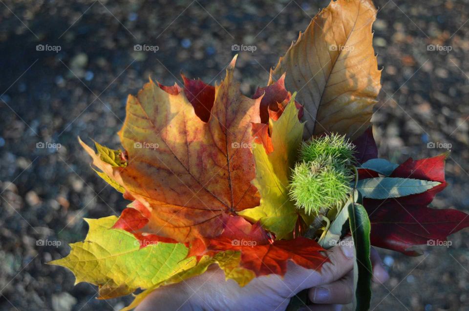 autumn colors. holding in my hand a bit of autumn