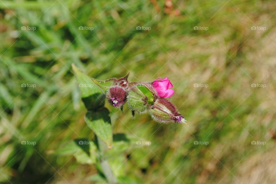 Geranium Flower