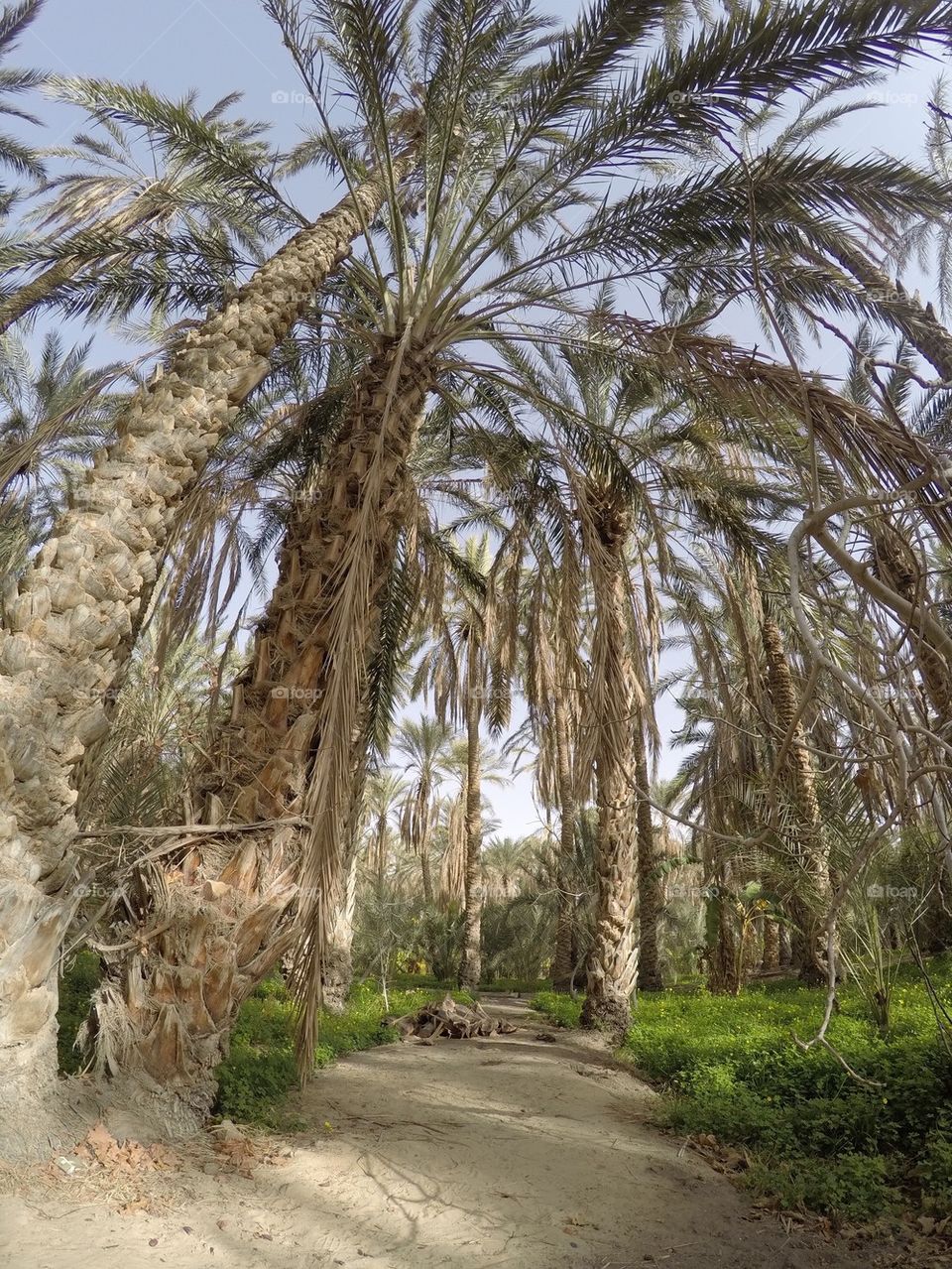 Date palm trees in a desert in a desert oasis in Tunisia  
