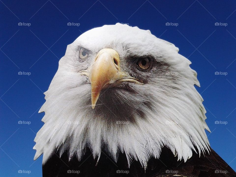 eagle