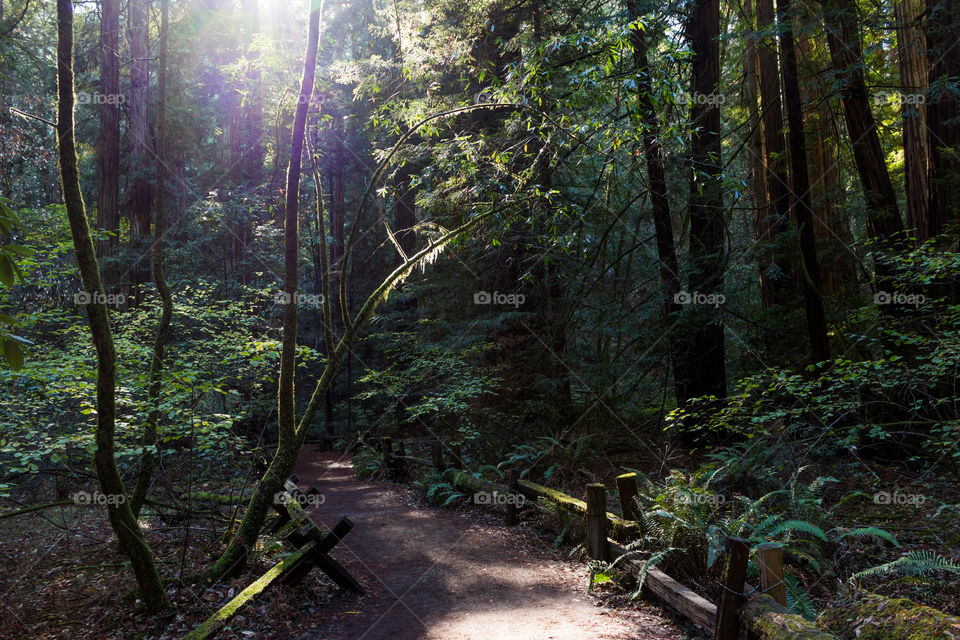 The redwood forest, Armstrong Redwood Nature Reserve