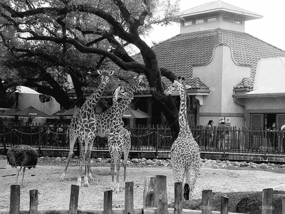 animals in Black and White