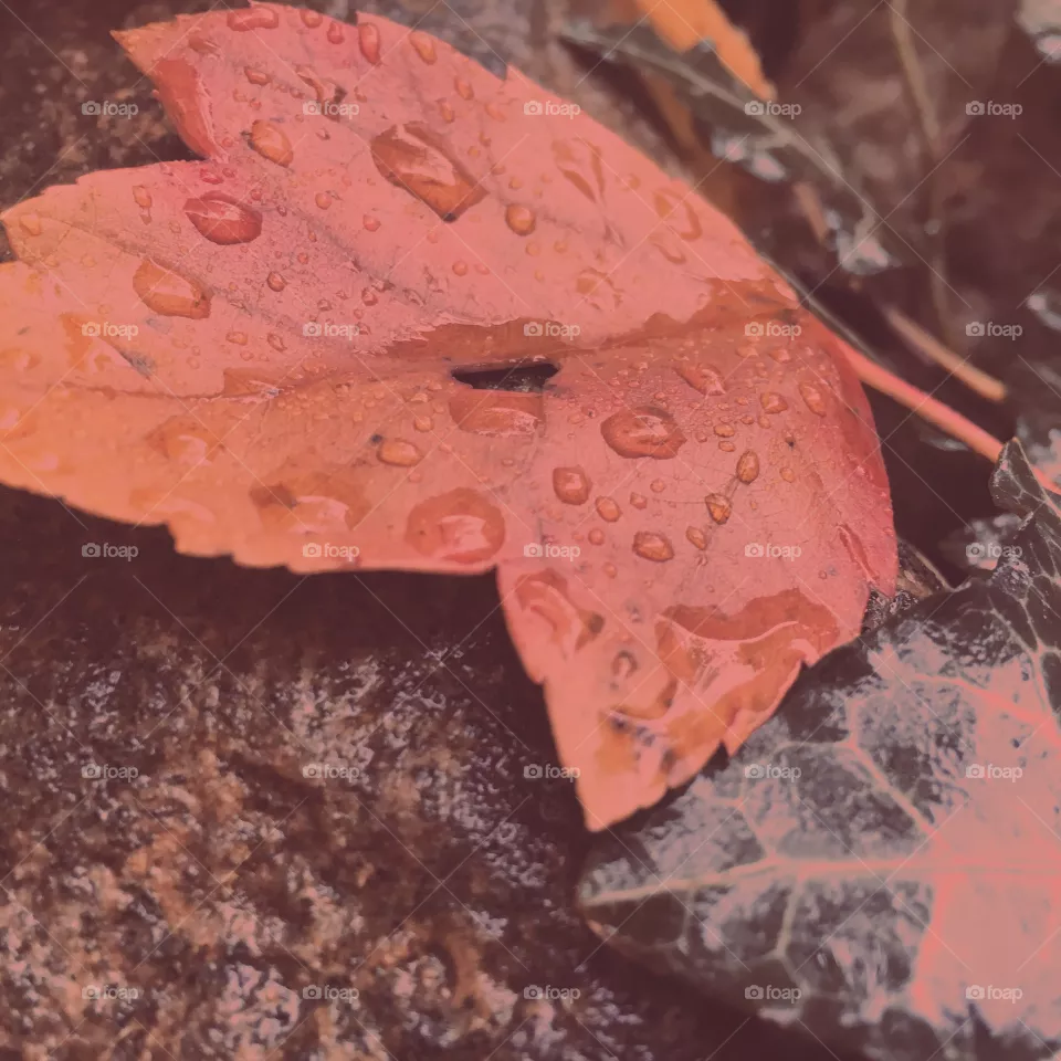 Rain drops 