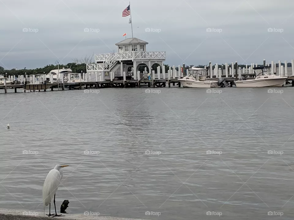 Bird and Flag