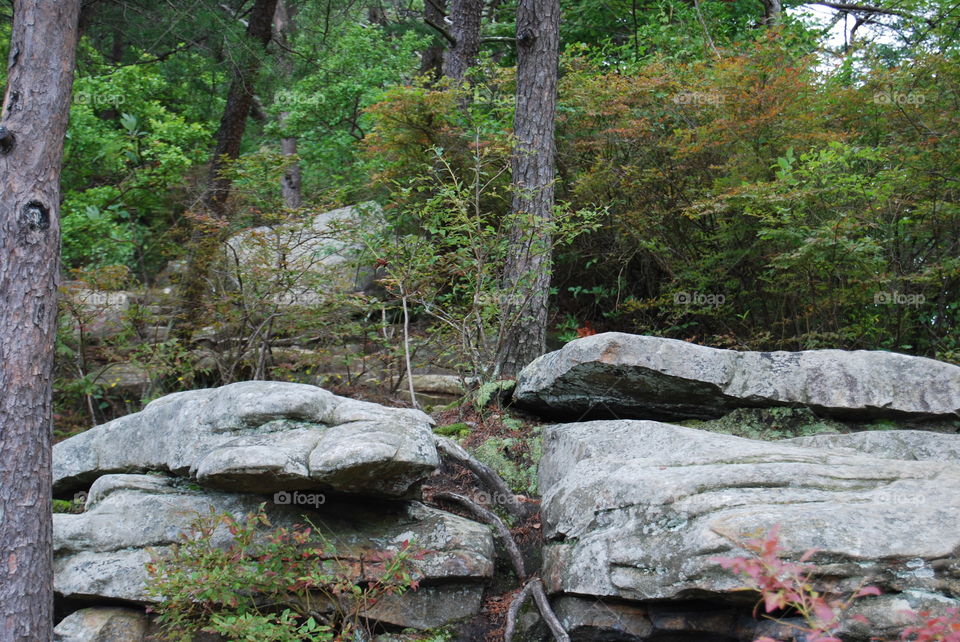 Low angle view of forest