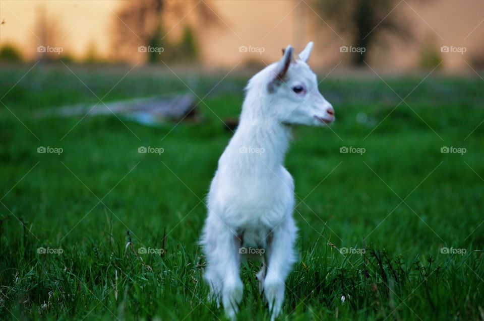 Domestic goat on grassy field