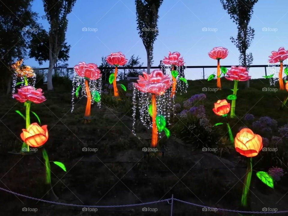 Flowers in the night