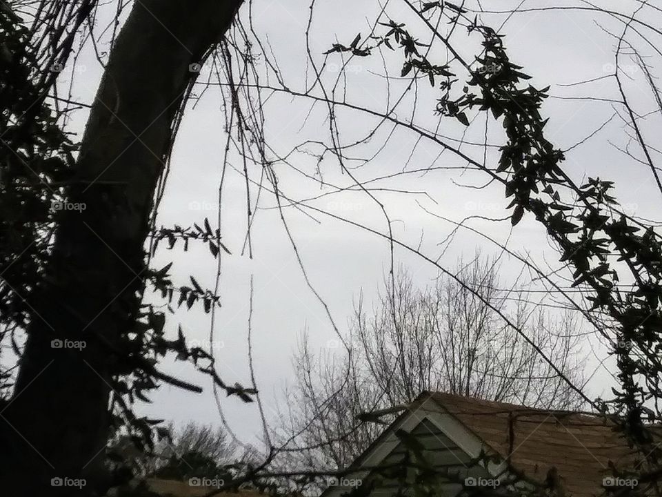 overcast sky in winter