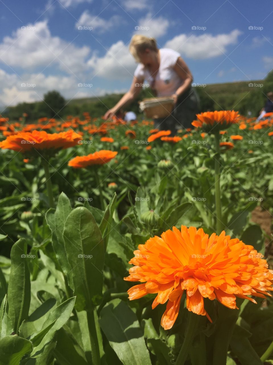Handy flower woman collecting the calendula flowers