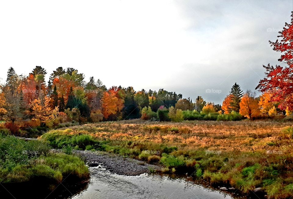 field and stream near beautiful trees in fall colors in the country