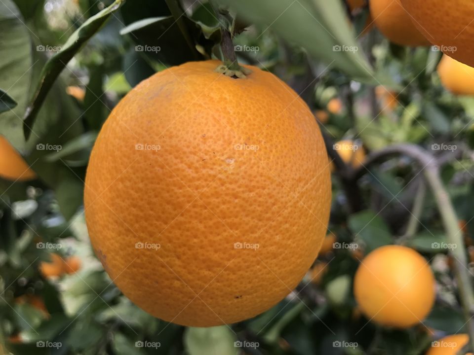Fresh Oranges