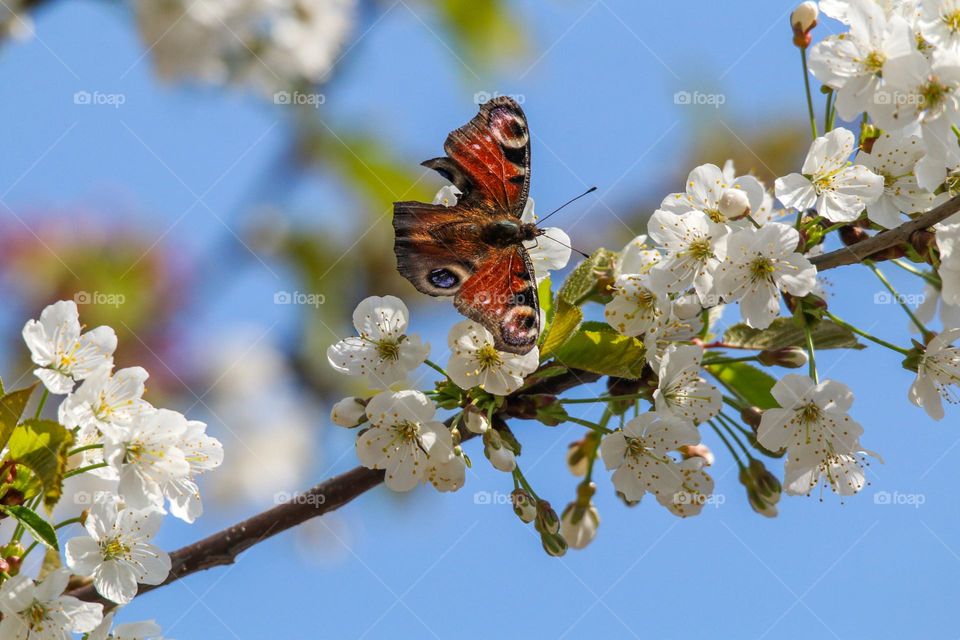 Butterfly on tree flowers, spring!